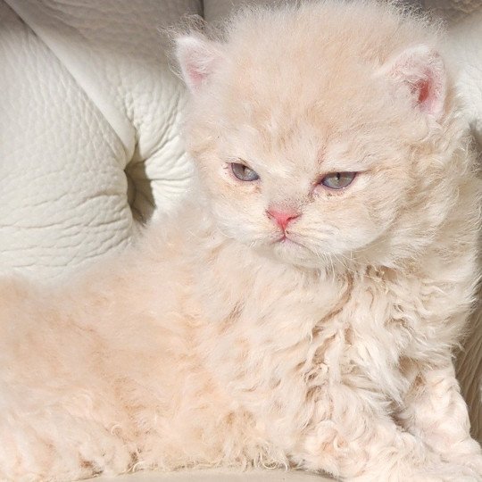 chaton Selkirk Rex Longhair cream Chatterie Ochatmouton