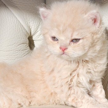 chaton Selkirk Rex Longhair cream Chatterie Ochatmouton chaton Selkirk Rex Longhair cream Chatterie Ochatmouton