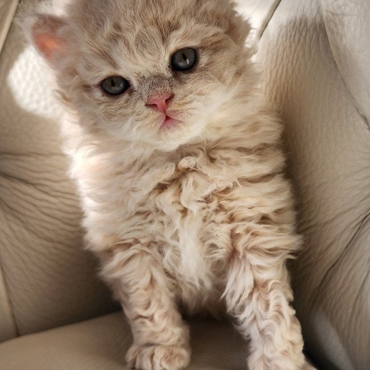 chaton Selkirk Rex Longhair cream Chatterie Ochatmouton