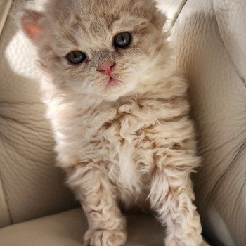 chaton Selkirk Rex Longhair cream Chatterie Ochatmouton chaton Selkirk Rex Longhair cream Chatterie Ochatmouton