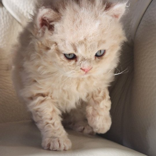 chaton Selkirk Rex Longhair cream Chatterie Ochatmouton