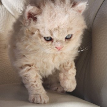 chaton Selkirk Rex Longhair cream Chatterie Ochatmouton chaton Selkirk Rex Longhair cream Chatterie Ochatmouton