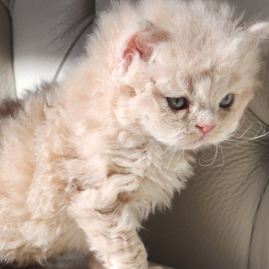chaton Selkirk Rex Longhair cream Chatterie Ochatmouton