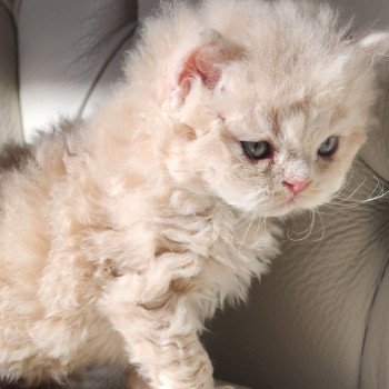 chaton Selkirk Rex Longhair cream Chatterie Ochatmouton chaton Selkirk Rex Longhair cream Chatterie Ochatmouton