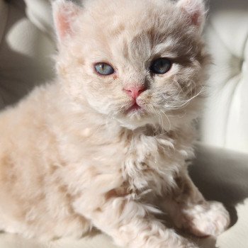 chaton Selkirk Rex Longhair cream Chatterie Ochatmouton chaton Selkirk Rex Longhair cream Chatterie Ochatmouton