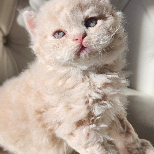 chaton Selkirk Rex Longhair cream Chatterie Ochatmouton