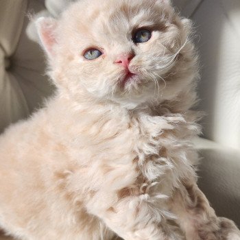 chaton Selkirk Rex Longhair cream Chatterie Ochatmouton chaton Selkirk Rex Longhair cream Chatterie Ochatmouton