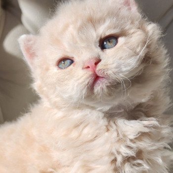 chaton Selkirk Rex Longhair cream Chatterie Ochatmouton chaton Selkirk Rex Longhair cream Chatterie Ochatmouton