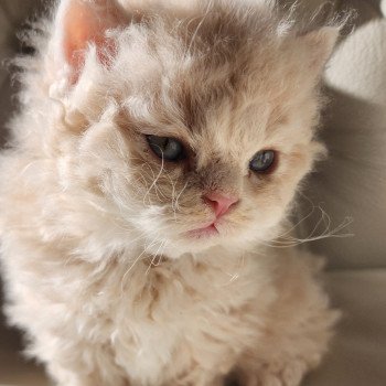 chaton Selkirk Rex Longhair cream Chatterie Ochatmouton chaton Selkirk Rex Longhair cream Chatterie Ochatmouton
