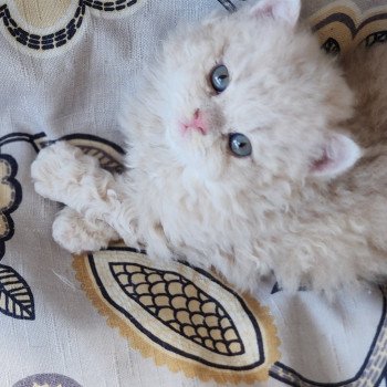 chaton Selkirk Rex Longhair cream Chatterie Ochatmouton chaton Selkirk Rex Longhair cream Chatterie Ochatmouton