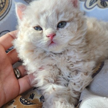 chaton Selkirk Rex Longhair cream Chatterie Ochatmouton chaton Selkirk Rex Longhair cream Chatterie Ochatmouton