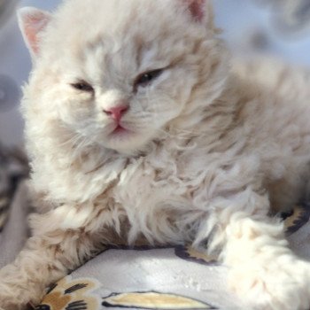 chaton Selkirk Rex Longhair cream Chatterie Ochatmouton chaton Selkirk Rex Longhair cream Chatterie Ochatmouton