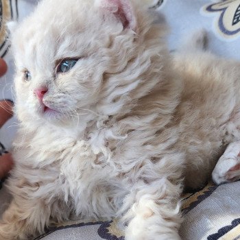 chaton Selkirk Rex Longhair cream Chatterie Ochatmouton chaton Selkirk Rex Longhair cream Chatterie Ochatmouton