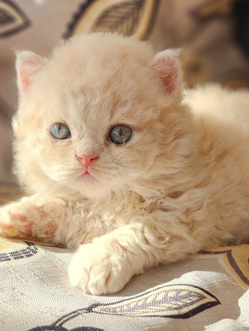 ZIGGY-Biscotte Of Ochatmouton Mâle Selkirk Rex Longhair