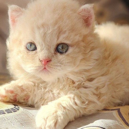 ZIGGY-Biscotte Of Ochatmouton Mâle Selkirk Rex Longhair