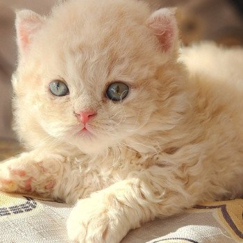 chaton Selkirk Rex Longhair cream ZIGGY-Biscotte Chatterie Ochatmouton chaton Selkirk Rex Longhair cream ZIGGY-Biscotte Chatterie Ochatmouton