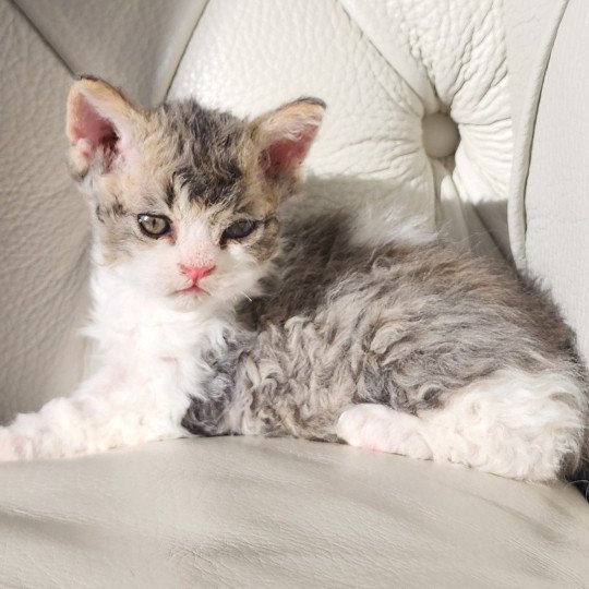 chaton Selkirk Rex Longhair Chatterie Ochatmouton