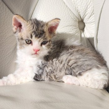chaton Selkirk Rex Longhair Chatterie Ochatmouton chaton Selkirk Rex Longhair Chatterie Ochatmouton