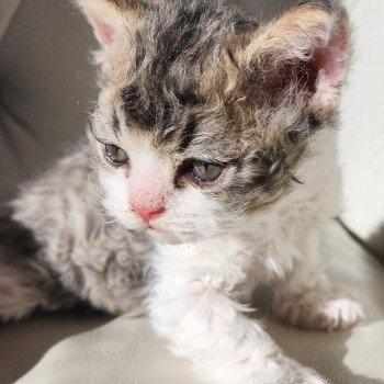 chaton Selkirk Rex Longhair Chatterie Ochatmouton chaton Selkirk Rex Longhair Chatterie Ochatmouton