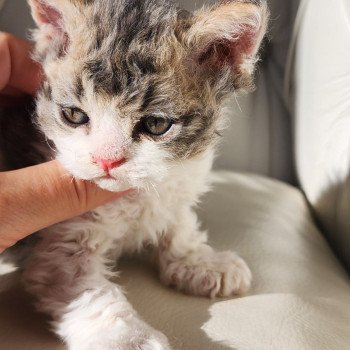 chaton Selkirk Rex Longhair Chatterie Ochatmouton chaton Selkirk Rex Longhair Chatterie Ochatmouton
