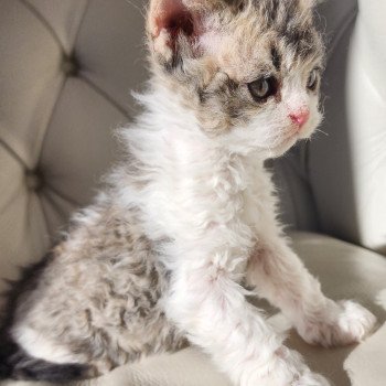 chaton Selkirk Rex Longhair Chatterie Ochatmouton chaton Selkirk Rex Longhair Chatterie Ochatmouton