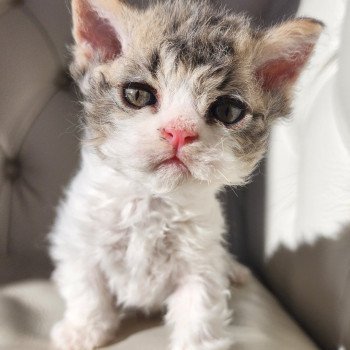 chaton Selkirk Rex Longhair Chatterie Ochatmouton chaton Selkirk Rex Longhair Chatterie Ochatmouton