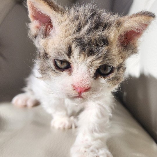 chaton Selkirk Rex Longhair Chatterie Ochatmouton