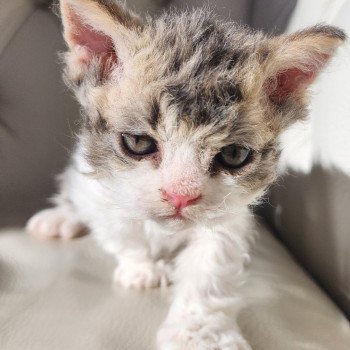 chaton Selkirk Rex Longhair Chatterie Ochatmouton chaton Selkirk Rex Longhair Chatterie Ochatmouton