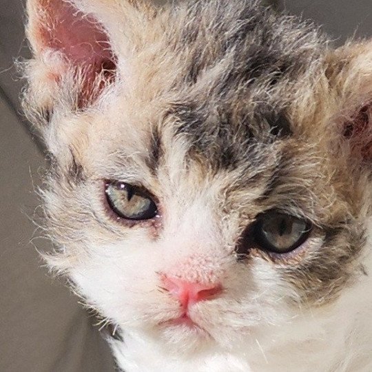 chaton Selkirk Rex Longhair Chatterie Ochatmouton