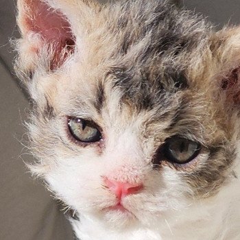 chaton Selkirk Rex Longhair Chatterie Ochatmouton chaton Selkirk Rex Longhair Chatterie Ochatmouton