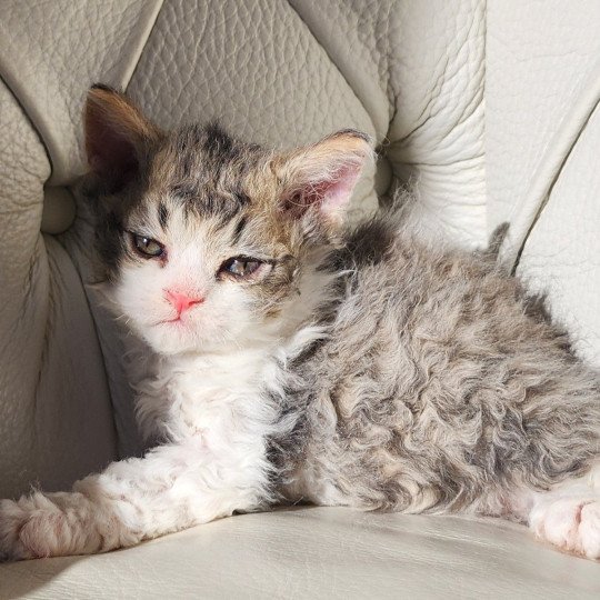 chaton Selkirk Rex Longhair Chatterie Ochatmouton