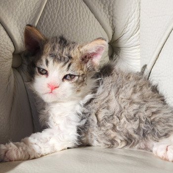 chaton Selkirk Rex Longhair Chatterie Ochatmouton chaton Selkirk Rex Longhair Chatterie Ochatmouton