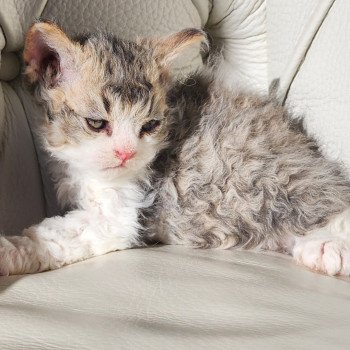 chaton Selkirk Rex Longhair Chatterie Ochatmouton chaton Selkirk Rex Longhair Chatterie Ochatmouton