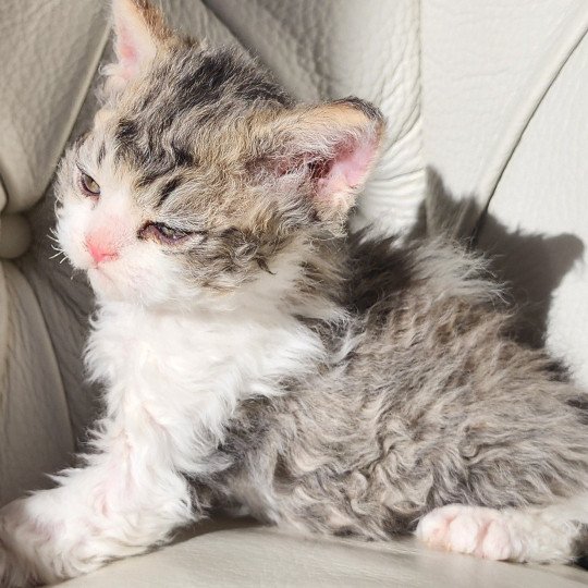 chaton Selkirk Rex Longhair Chatterie Ochatmouton