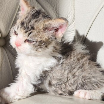 chaton Selkirk Rex Longhair Chatterie Ochatmouton chaton Selkirk Rex Longhair Chatterie Ochatmouton