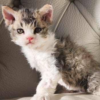 chaton Selkirk Rex Longhair Chatterie Ochatmouton chaton Selkirk Rex Longhair Chatterie Ochatmouton