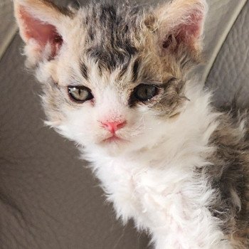 chaton Selkirk Rex Longhair Chatterie Ochatmouton chaton Selkirk Rex Longhair Chatterie Ochatmouton