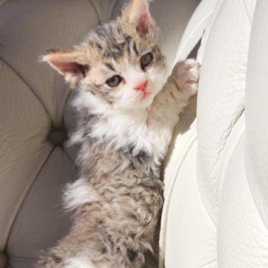 chaton Selkirk Rex Longhair Chatterie Ochatmouton