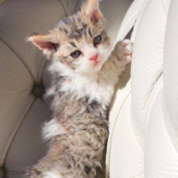 chaton Selkirk Rex Longhair Chatterie Ochatmouton chaton Selkirk Rex Longhair Chatterie Ochatmouton