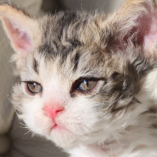 chaton Selkirk Rex Longhair Chatterie Ochatmouton