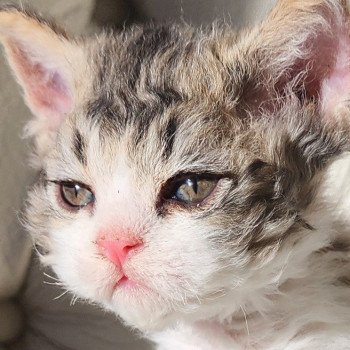 chaton Selkirk Rex Longhair Chatterie Ochatmouton chaton Selkirk Rex Longhair Chatterie Ochatmouton