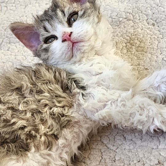 chaton Selkirk Rex Longhair brown spotted tabby ZORO Chatterie Ochatmouton