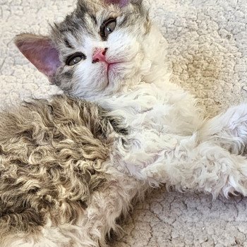 chaton Selkirk Rex Longhair brown spotted tabby ZORO Chatterie Ochatmouton chaton Selkirk Rex Longhair brown spotted tabby ZORO Chatterie Ochatmouton