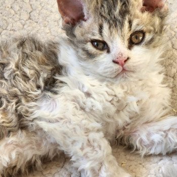 chaton Selkirk Rex Longhair brown spotted tabby ZORO Chatterie Ochatmouton chaton Selkirk Rex Longhair brown spotted tabby ZORO Chatterie Ochatmouton