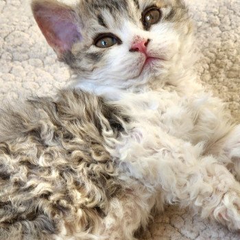chaton Selkirk Rex Longhair brown spotted tabby ZORO Chatterie Ochatmouton chaton Selkirk Rex Longhair brown spotted tabby ZORO Chatterie Ochatmouton