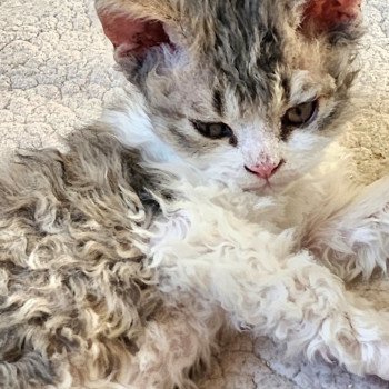 chaton Selkirk Rex Longhair brown spotted tabby ZORO Chatterie Ochatmouton chaton Selkirk Rex Longhair brown spotted tabby ZORO Chatterie Ochatmouton