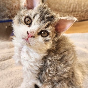 chaton Selkirk Rex Longhair brown spotted tabby ZORO Chatterie Ochatmouton chaton Selkirk Rex Longhair brown spotted tabby ZORO Chatterie Ochatmouton