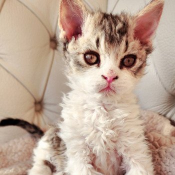 chaton Selkirk Rex Longhair brown spotted tabby ZORO Chatterie Ochatmouton chaton Selkirk Rex Longhair brown spotted tabby ZORO Chatterie Ochatmouton