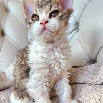 chaton Selkirk Rex Longhair brown spotted tabby ZORO Chatterie Ochatmouton chaton Selkirk Rex Longhair brown spotted tabby ZORO Chatterie Ochatmouton