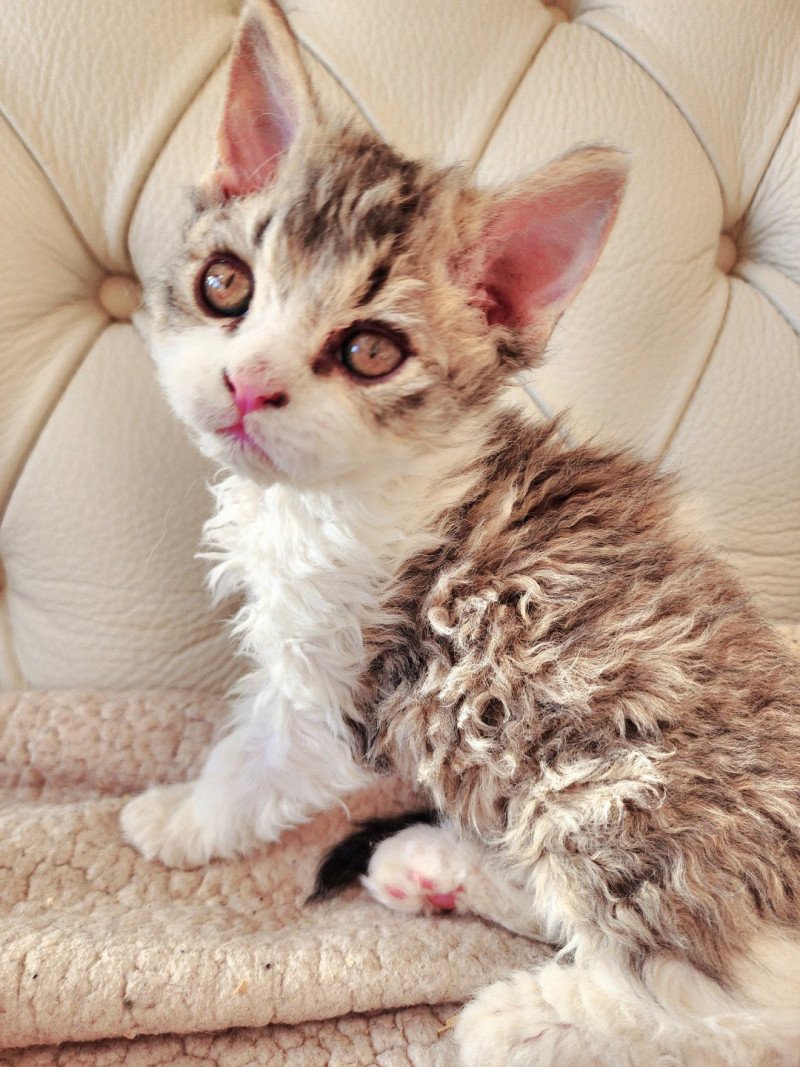 ZORO Of Ochatmouton Mâle Selkirk Rex Longhair